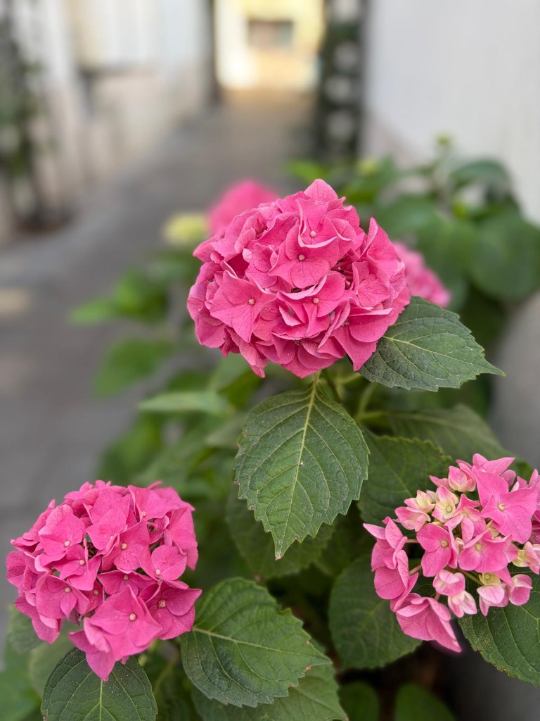 Pink hydrangeas at the Bistro Papas entrance